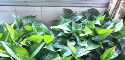 家家户户都在养的“绿萝”,有1点需多注意,不是误导而是教训 - 今日头条 家家户户都在养的“绿萝”,有1点需多注意,不是误导而是教训 - 图画吧TUHUABA