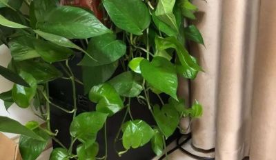 家家户户都在养的“绿萝”,有1点需多注意,不是误导而是教训 - 今日头条 家家户户都在养的“绿萝”,有1点需多注意,不是误导而是教训 - 图画吧TUHUABA