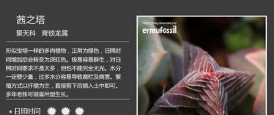 史上最全多肉植物图鉴，没有之一！强烈建议收藏~ - 图画吧TUHUABA