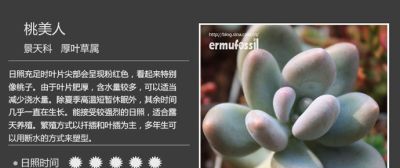 史上最全多肉植物图鉴，没有之一！强烈建议收藏~ - 图画吧TUHUABA