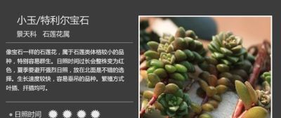 史上最全多肉植物图鉴，没有之一！强烈建议收藏~ - 图画吧TUHUABA