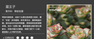 史上最全多肉植物图鉴，没有之一！强烈建议收藏~ - 图画吧TUHUABA