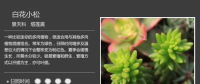 史上最全多肉植物图鉴，没有之一！强烈建议收藏~ - 图画吧TUHUABA