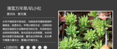 史上最全多肉植物图鉴，没有之一！强烈建议收藏~ - 图画吧TUHUABA