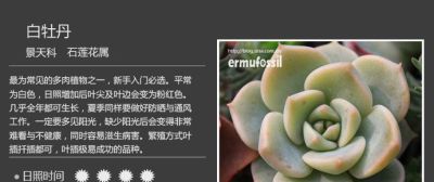 史上最全多肉植物图鉴，没有之一！强烈建议收藏~ - 图画吧TUHUABA