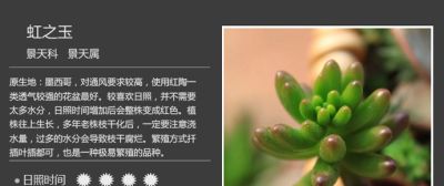 史上最全多肉植物图鉴，没有之一！强烈建议收藏~ - 图画吧TUHUABA