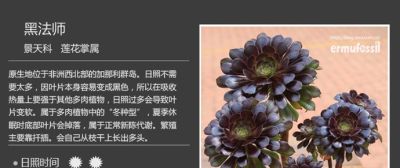 史上最全多肉植物图鉴，没有之一！强烈建议收藏~ - 图画吧TUHUABA
