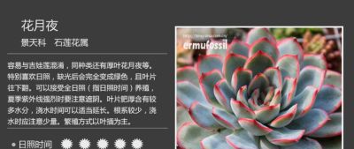 史上最全多肉植物图鉴，没有之一！强烈建议收藏~ - 图画吧TUHUABA