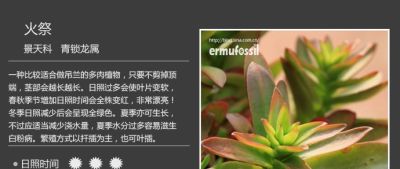 史上最全多肉植物图鉴，没有之一！强烈建议收藏~ - 图画吧TUHUABA