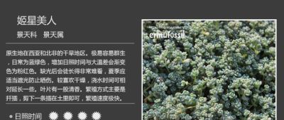史上最全多肉植物图鉴，没有之一！强烈建议收藏~ - 图画吧TUHUABA