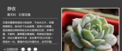 史上最全多肉植物图鉴，没有之一！强烈建议收藏~ - 图画吧TUHUABA