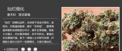 史上最全多肉植物图鉴，没有之一！强烈建议收藏~ - 图画吧TUHUABA