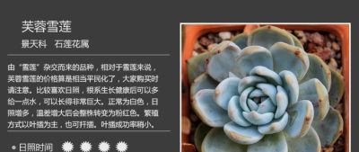 史上最全多肉植物图鉴，没有之一！强烈建议收藏~ - 图画吧TUHUABA