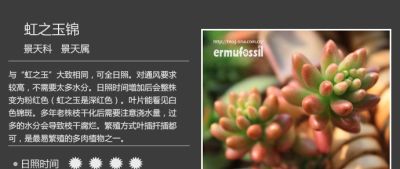 史上最全多肉植物图鉴，没有之一！强烈建议收藏~ - 图画吧TUHUABA