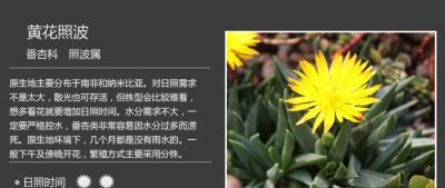 史上最全多肉植物图鉴，没有之一！强烈建议收藏~ - 图画吧TUHUABA