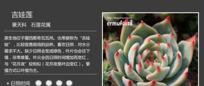 史上最全多肉植物图鉴，没有之一！强烈建议收藏~ - 图画吧TUHUABA