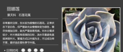 史上最全多肉植物图鉴，没有之一！强烈建议收藏~ - 图画吧TUHUABA