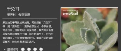 史上最全多肉植物图鉴，没有之一！强烈建议收藏~ - 图画吧TUHUABA