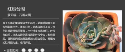 史上最全多肉植物图鉴，没有之一！强烈建议收藏~ - 图画吧TUHUABA
