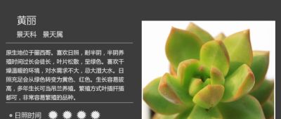 史上最全多肉植物图鉴，没有之一！强烈建议收藏~ - 图画吧TUHUABA