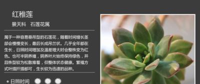 史上最全多肉植物图鉴，没有之一！强烈建议收藏~ - 图画吧TUHUABA