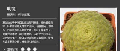 史上最全多肉植物图鉴，没有之一！强烈建议收藏~ - 图画吧TUHUABA