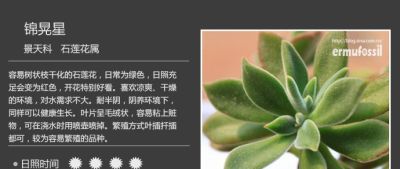 史上最全多肉植物图鉴，没有之一！强烈建议收藏~ - 图画吧TUHUABA