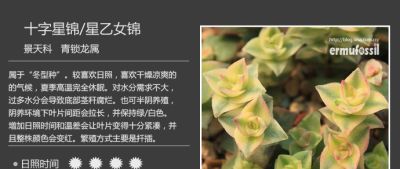史上最全多肉植物图鉴，没有之一！强烈建议收藏~ - 图画吧TUHUABA