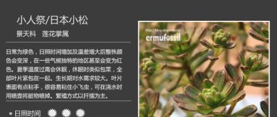 史上最全多肉植物图鉴，没有之一！强烈建议收藏~ - 图画吧TUHUABA