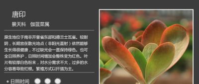 史上最全多肉植物图鉴，没有之一！强烈建议收藏~ - 图画吧TUHUABA