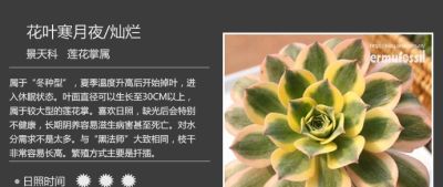 史上最全多肉植物图鉴，没有之一！强烈建议收藏~ - 图画吧TUHUABA