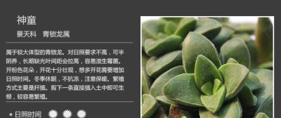史上最全多肉植物图鉴，没有之一！强烈建议收藏~ - 图画吧TUHUABA