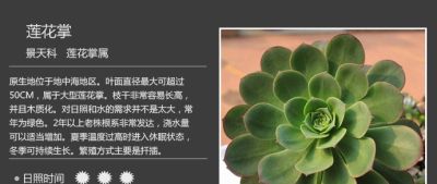 史上最全多肉植物图鉴，没有之一！强烈建议收藏~ - 图画吧TUHUABA