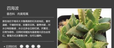 史上最全多肉植物图鉴，没有之一！强烈建议收藏~ - 图画吧TUHUABA