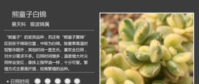 史上最全多肉植物图鉴，没有之一！强烈建议收藏~ - 图画吧TUHUABA