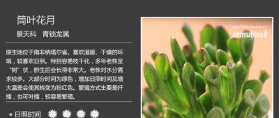史上最全多肉植物图鉴，没有之一！强烈建议收藏~ - 图画吧TUHUABA