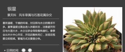 史上最全多肉植物图鉴，没有之一！强烈建议收藏~ - 图画吧TUHUABA