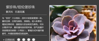 史上最全多肉植物图鉴，没有之一！强烈建议收藏~ - 图画吧TUHUABA