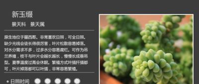 史上最全多肉植物图鉴，没有之一！强烈建议收藏~ - 图画吧TUHUABA