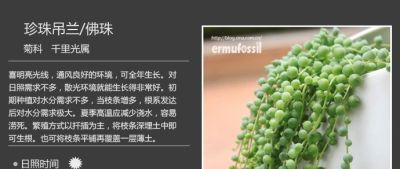 史上最全多肉植物图鉴，没有之一！强烈建议收藏~ - 图画吧TUHUABA
