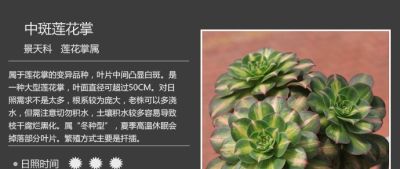 史上最全多肉植物图鉴，没有之一！强烈建议收藏~ - 图画吧TUHUABA