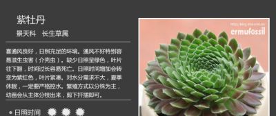 史上最全多肉植物图鉴，没有之一！强烈建议收藏~ - 图画吧TUHUABA