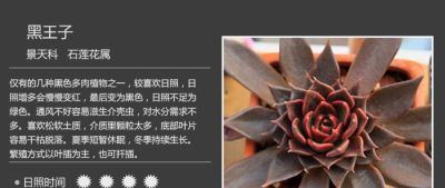 史上最全多肉植物图鉴，没有之一！强烈建议收藏~ - 图画吧TUHUABA