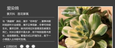 史上最全多肉植物图鉴，没有之一！强烈建议收藏~ - 图画吧TUHUABA