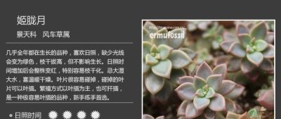 史上最全多肉植物图鉴，没有之一！强烈建议收藏~ - 图画吧TUHUABA