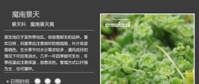 史上最全多肉植物图鉴，没有之一！强烈建议收藏~ - 图画吧TUHUABA