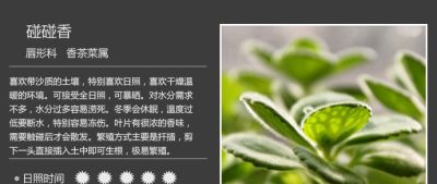 史上最全多肉植物图鉴，没有之一！强烈建议收藏~ - 图画吧TUHUABA