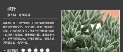 史上最全多肉植物图鉴，没有之一！强烈建议收藏~ - 图画吧TUHUABA