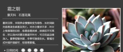 史上最全多肉植物图鉴，没有之一！强烈建议收藏~ - 图画吧TUHUABA