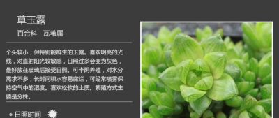 史上最全多肉植物图鉴，没有之一！强烈建议收藏~ - 图画吧TUHUABA